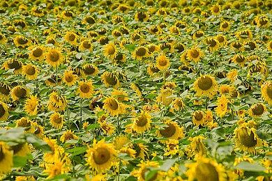 类魂新作《匹诺曹的谎言》再曝31分钟实机演示视频